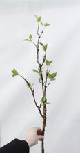 Load image into Gallery viewer, Real Touch Artificial Tree Branches with Green Leaves for Home Decoration Artificial Greenery